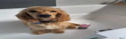 Cocker Spaniel dogs for sale: Loving cocker spaniel  in Belfast - Advert 6
