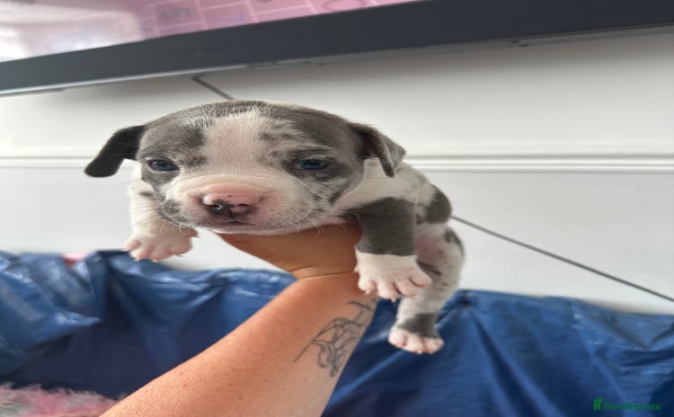 American Bully dogs - Advert 1