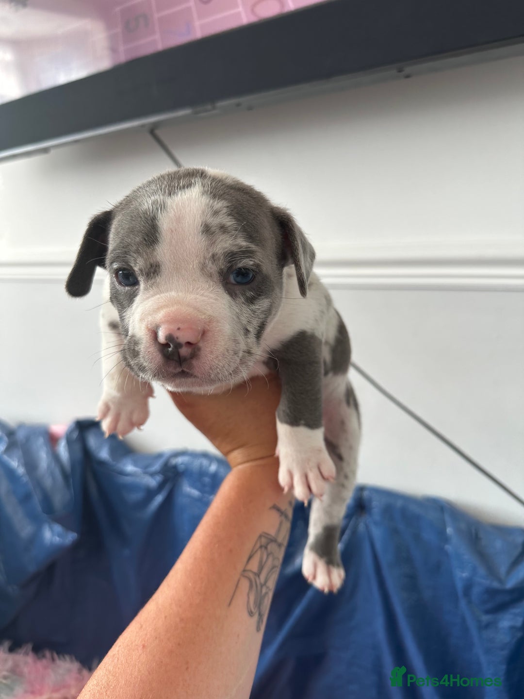 American Bully dogs for sale: ABKC pocket bully - Image 1
