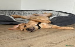 Labrador Retriever dogs for sale: Simba looking for a new family🥰 - Image 8