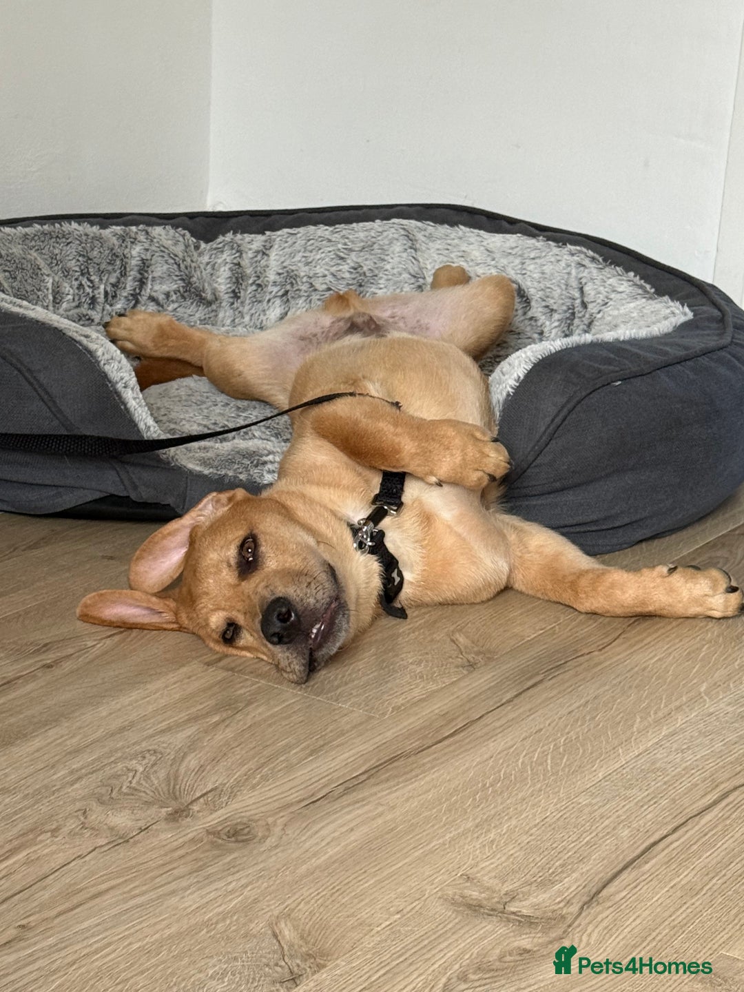 Labrador Retriever dogs for sale: Simba looking for a new family🥰 - Image 8