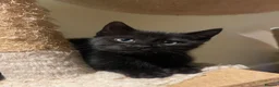 Mixed Breed cats for sale: 3 Black kittens & 1 Tabby female  - Advert 5