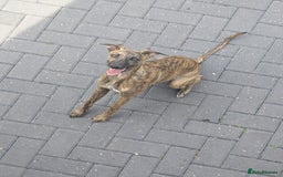 Whippet dogs for sale: Shadow - 7 Month Whippet - Image 1