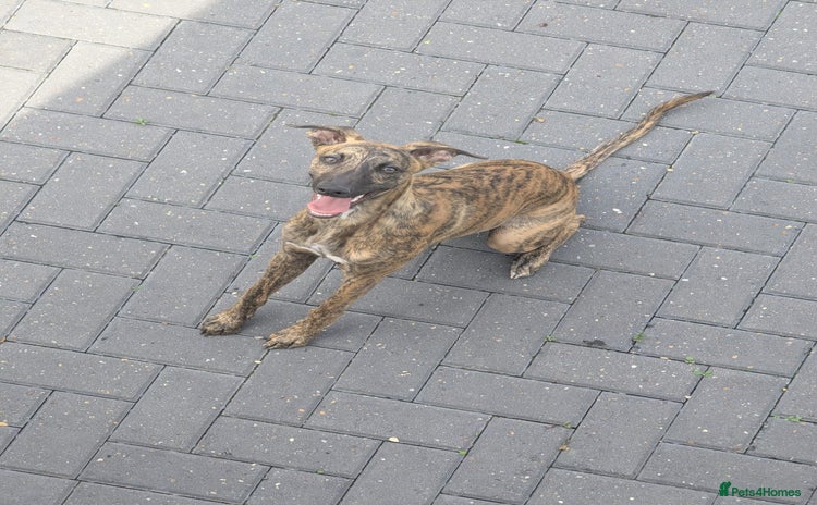 Whippet dogs - Advert 7