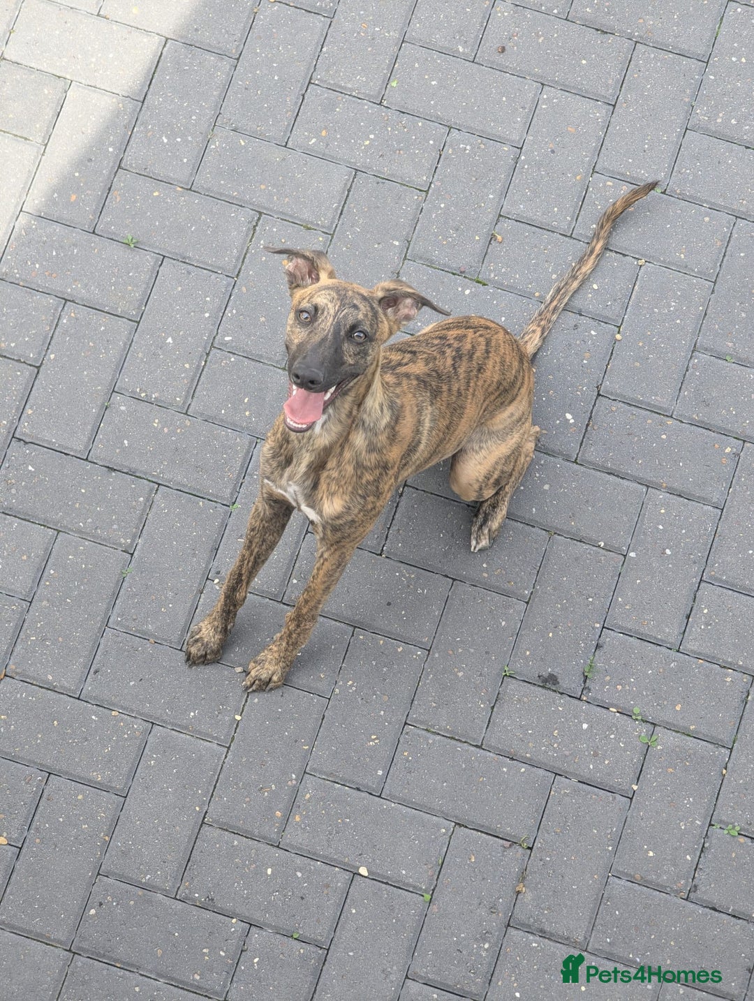 Whippet dogs for sale: Shadow - 7 Month Whippet - Image 1