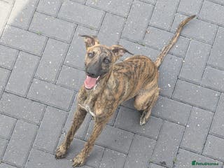 Whippet dogs Shadow - 1 year old whippet - Advert 10