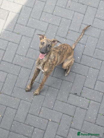 Whippet dogs - Advert 5