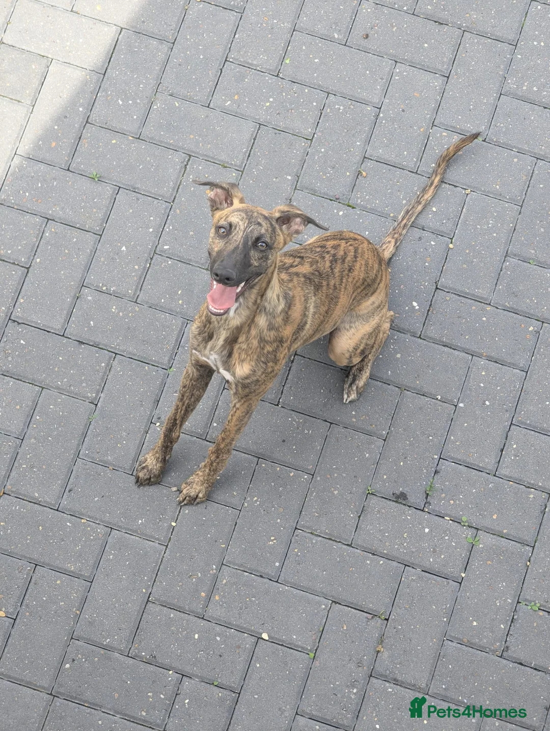 Whippet dogs for sale: Shadow - 1 year old whippet  - Advert 1