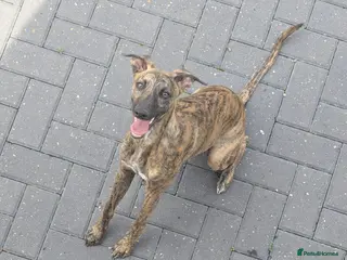 Whippet dogs Shadow - 1 year old whippet - Advert 1