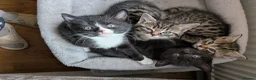 Mixed Breed cats for sale: Kittens for sale  - Advert 6
