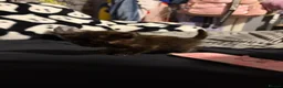Domestic Shorthair cats for sale: 5 beautiful kittens for sale - Advert 2