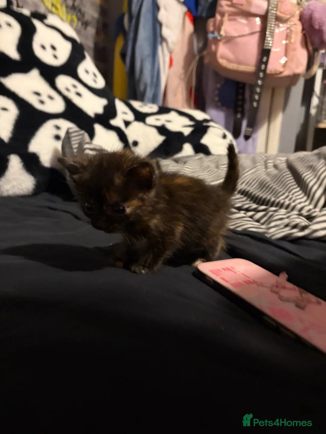Domestic Shorthair cats for sale: 5 beautiful kittens for sale - Advert 2