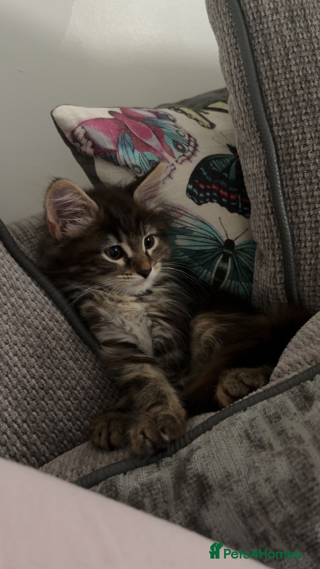 Mixed Breed cats Fluffy Male Kitten ready for his forever home - Advert 1