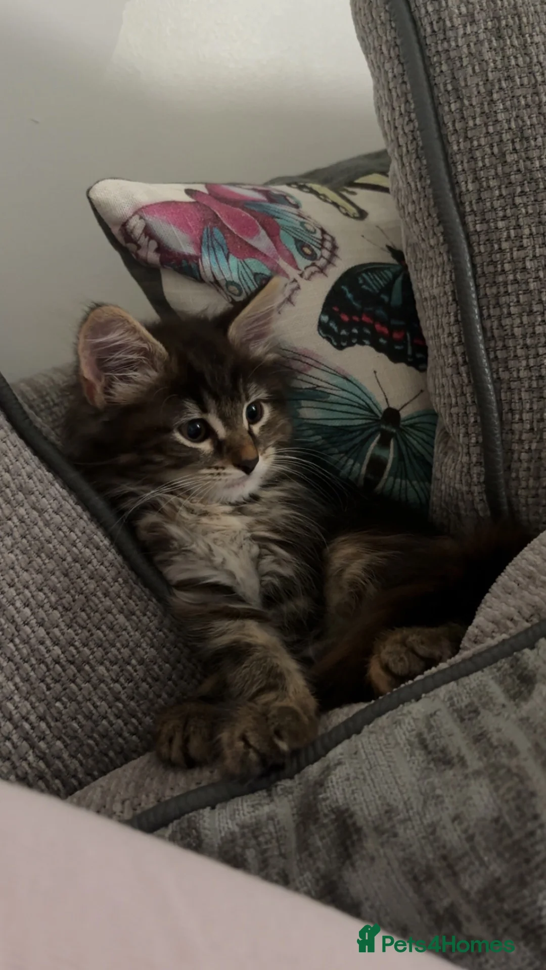 Mixed Breed cats for sale: Fluffy Male Kitten ready for his forever home - Advert 1