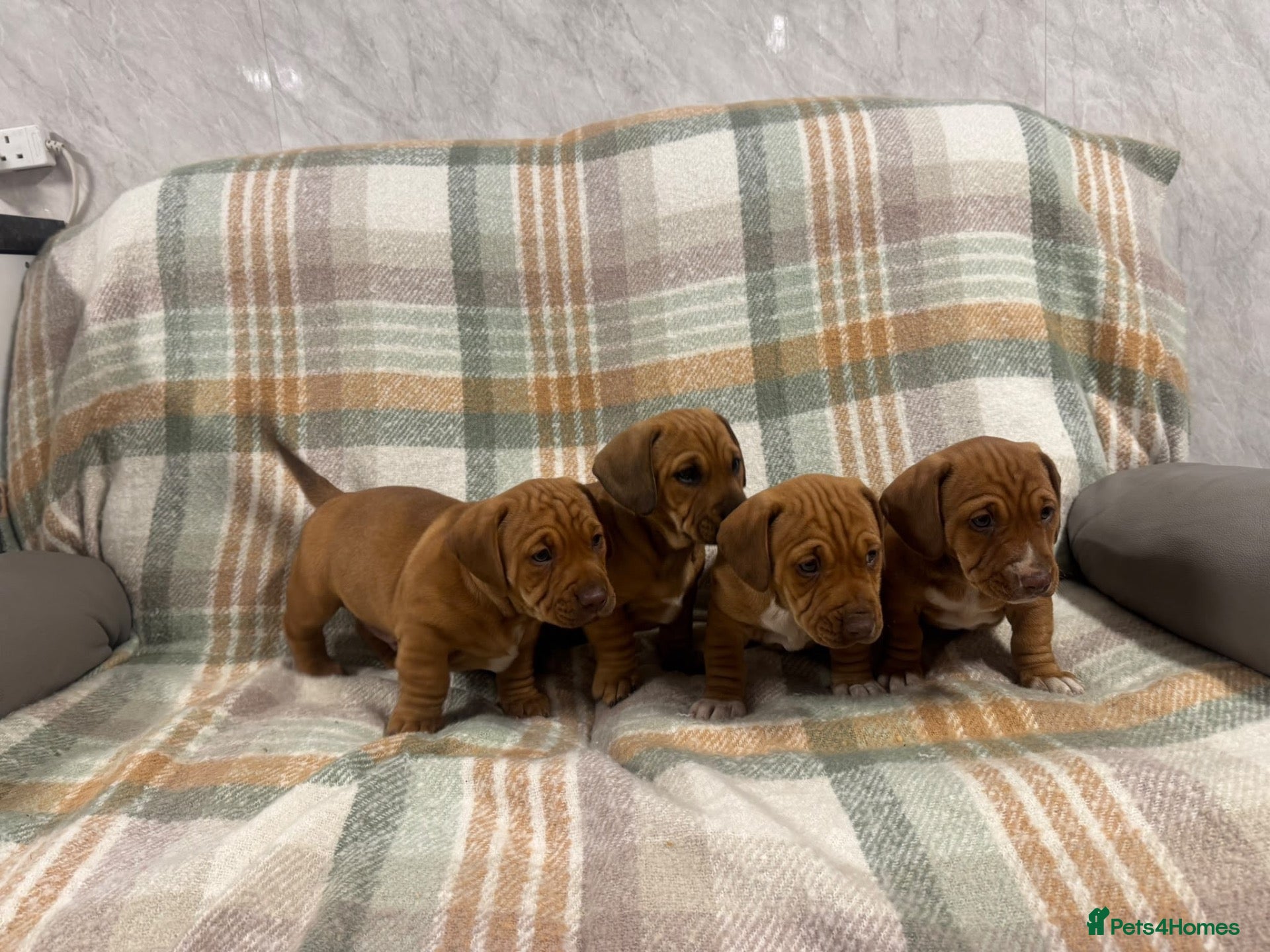 Mixed Breed dogs 🐾 4 BEAUTIFUL AMERICAN BULLDACH PUPPIES  - Advert 10