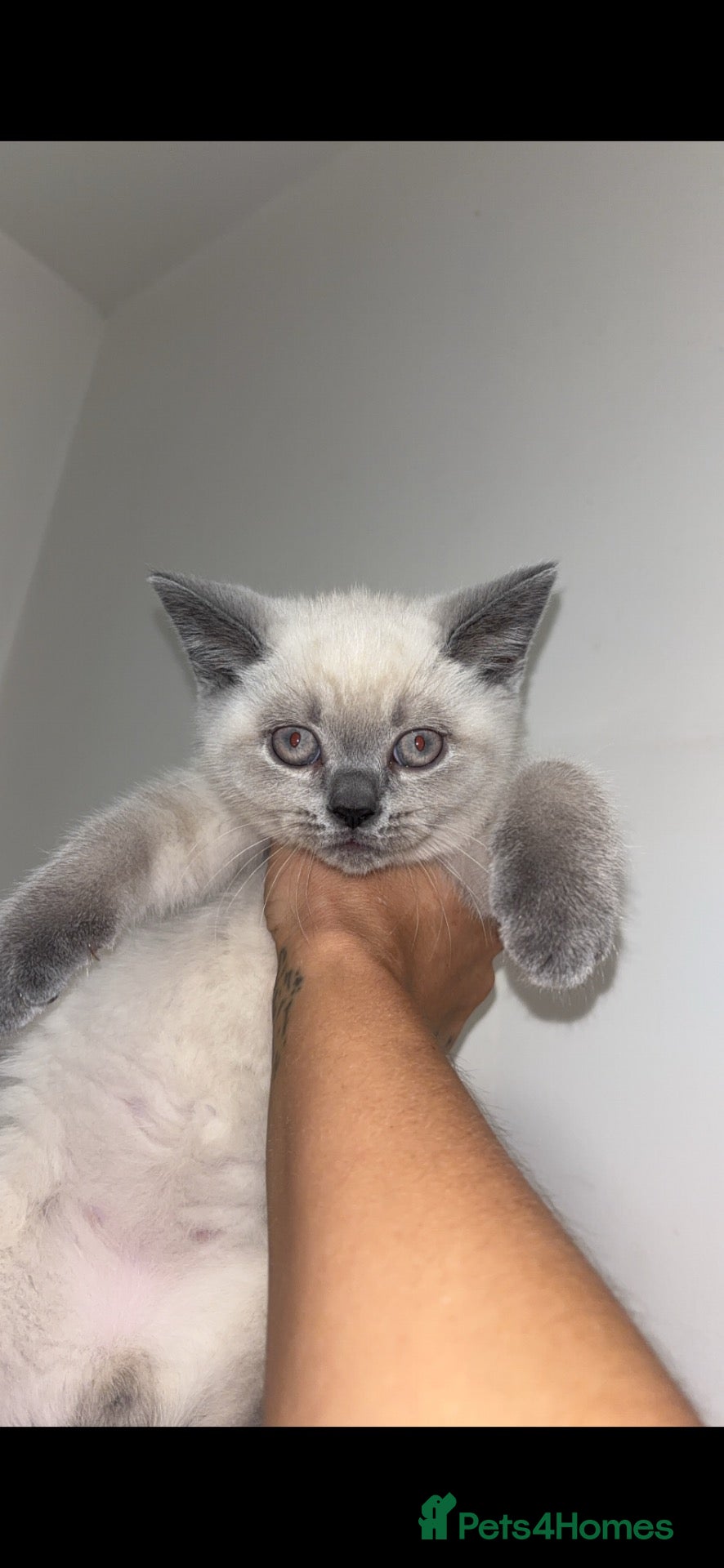 British Shorthair cats Stunning pedigree British shorthairs - Advert 4