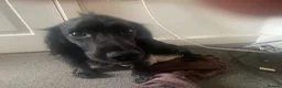 Mixed Breed dogs for sale: Dogs hair don’t fall out look like cokapoos  - Advert 1
