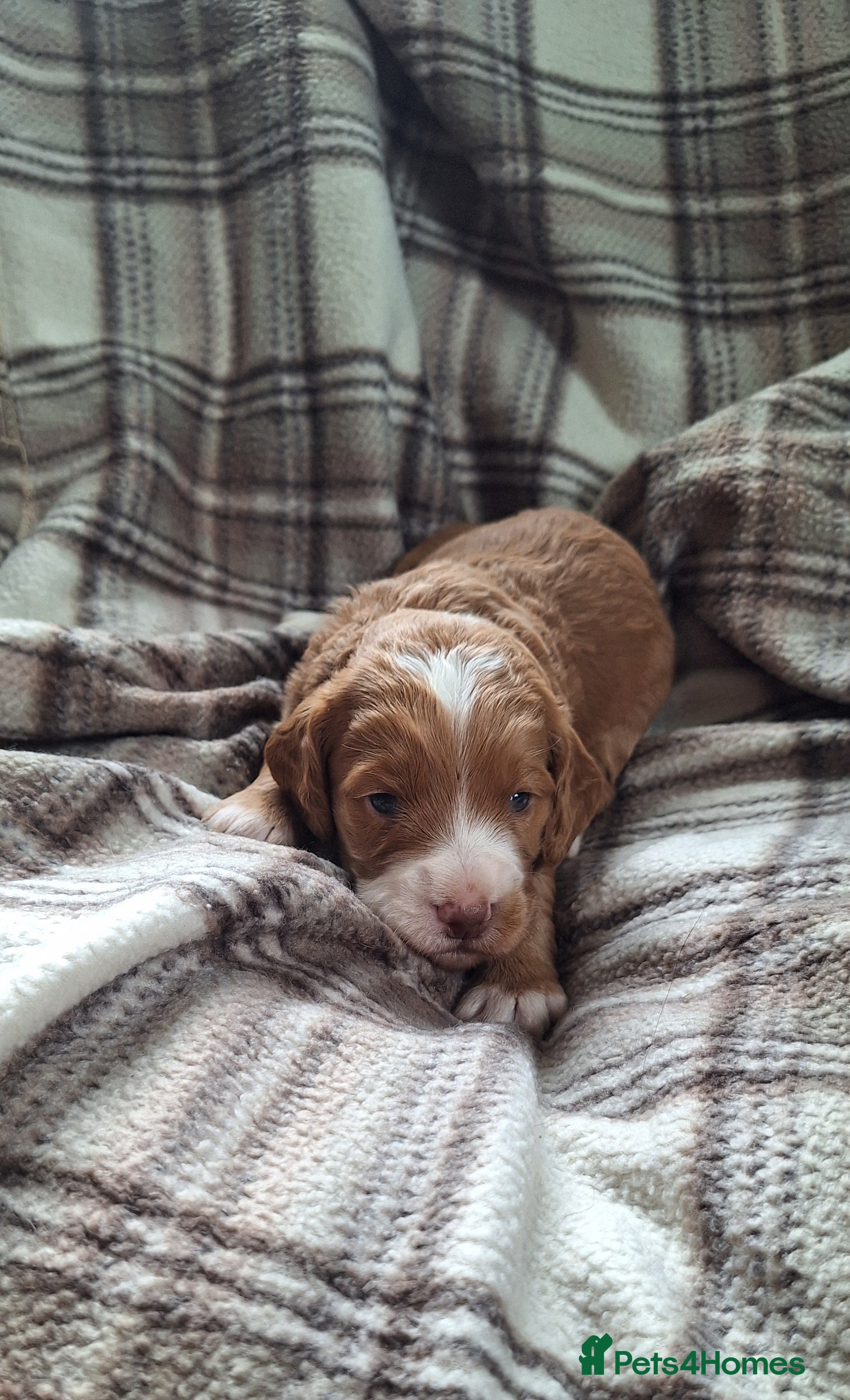 Cockapoo dogs Gorgeous litter of Cockapoo pups  - Advert 2