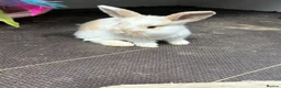 English Lop rabbits for sale: Beautiful bunnies looking for a forever home in Nuneaton - Advert 9