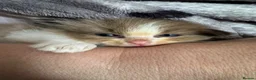 Ragdoll cats for sale: Beautiful coloured ragdolls kittens  in Romney Marsh - Advert 7
