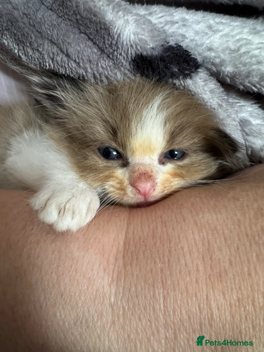 Ragdoll cats for sale: Beautiful coloured ragdolls kittens  in Romney Marsh - Advert 7