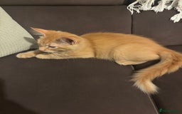 Mixed Breed cats for sale: Two lovely girls needing new home  - Image 8