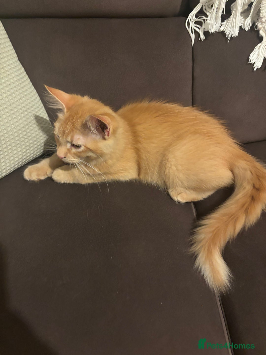 Mixed Breed cats for sale: Two lovely girls needing new home  - Image 8