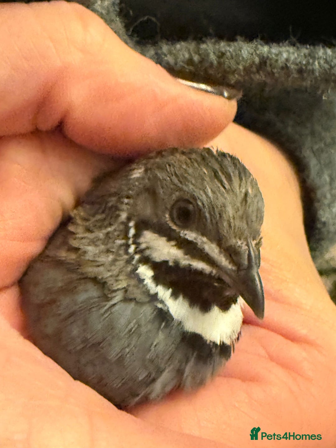 Quail poultry for sale: pairs of Chinese painted quail  - Advert 6