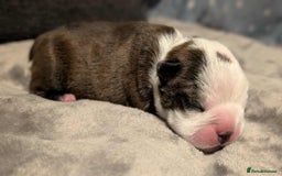 Boston Terrier dogs for sale: Boston terrier puppies  - Advert 6