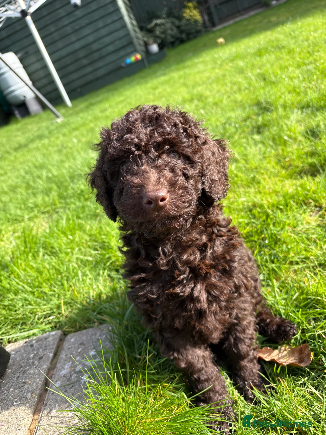 Cockapoo dogs for sale: Gorgeous brown cockapoo  in Ipswich - Advert 2