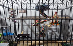 Parakeets birds for sale: Kakariki+Cage+toys+foods+bath+multivitamins+sprays - Image 6