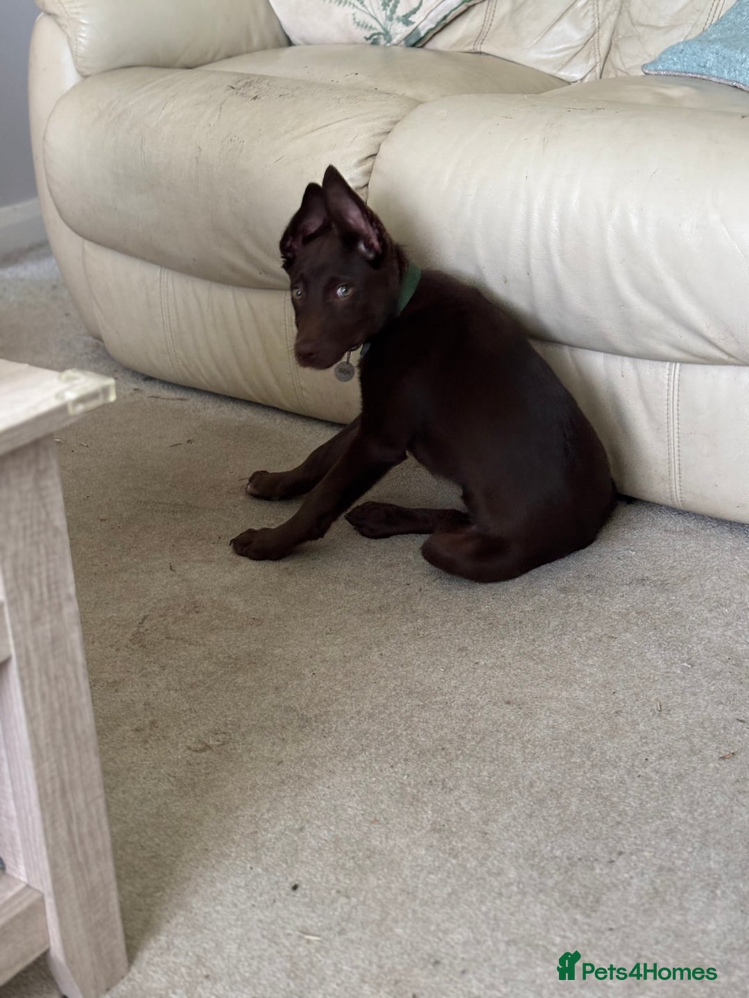 Australian Kelpie dogs for sale: Benson  - Image 1