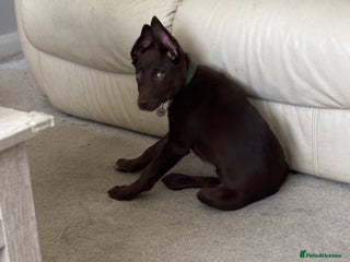 Australian Kelpie dogs - Advert 1