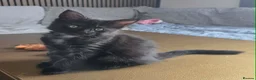 Maine Coon cats for sale: 3 Maine Coon kittens. - Advert 20