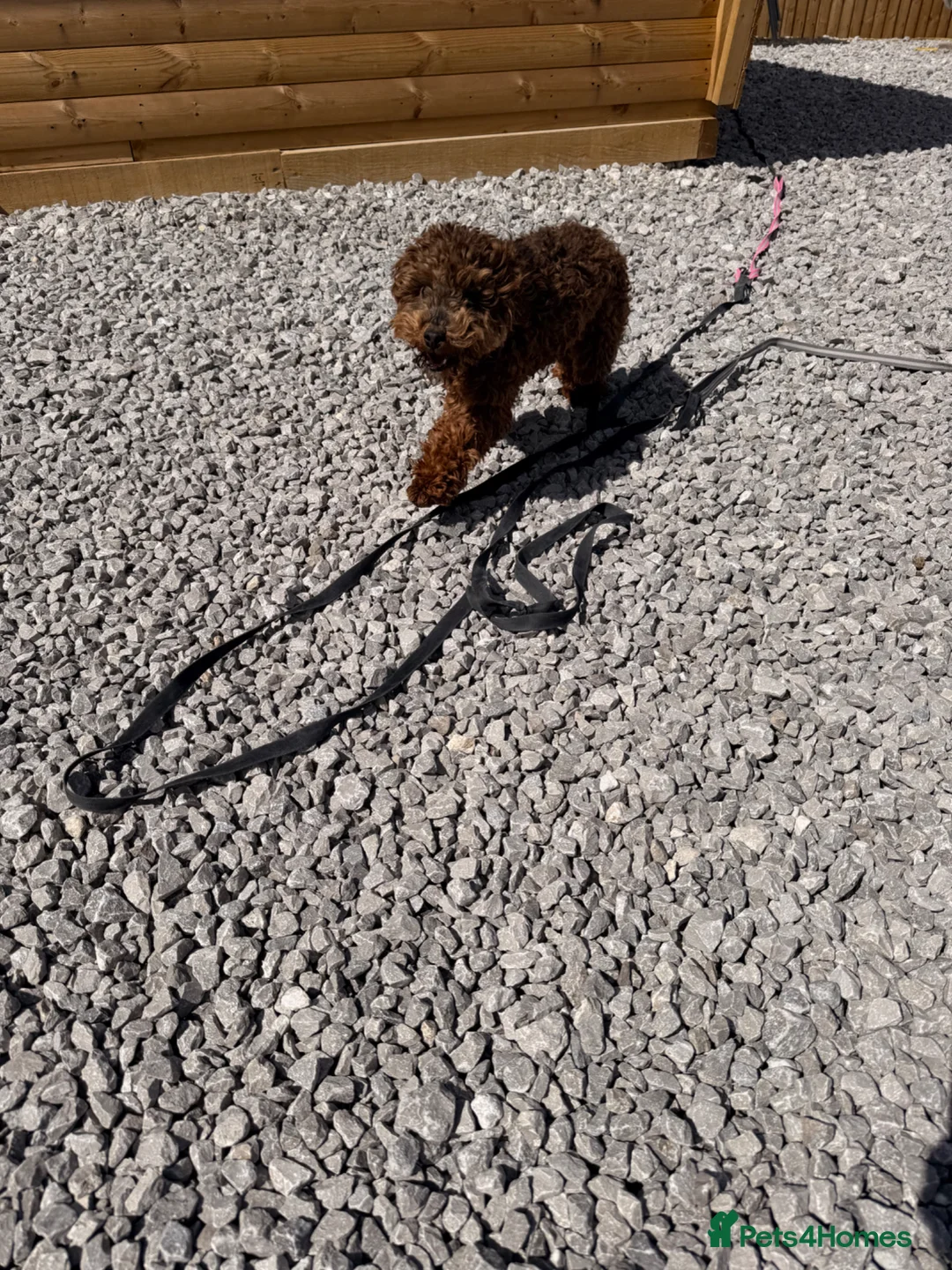 Cockapoo dogs for sale: Mum and daughter for sale  - Advert 9