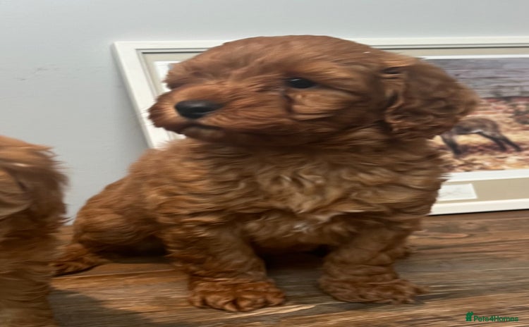 Cavapoo dogs - Advert 8