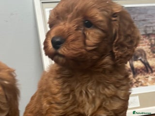 Cavapoo dogs - Advert 4