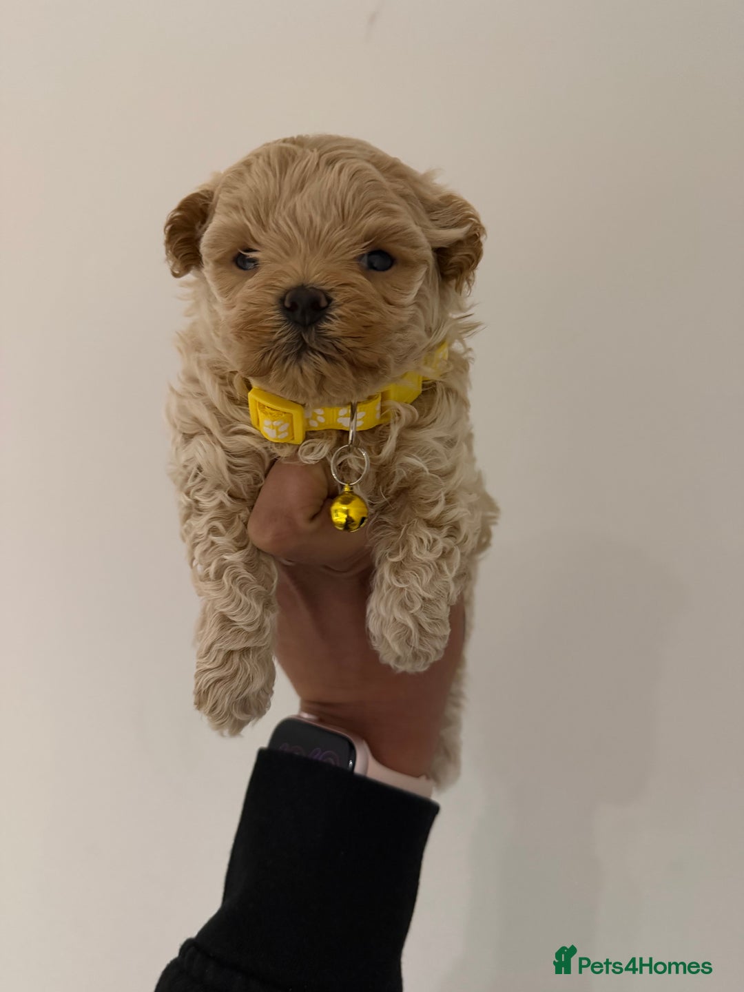 Maltipoo dogs for sale: Small Maltipoo puppy’s - Advert 6