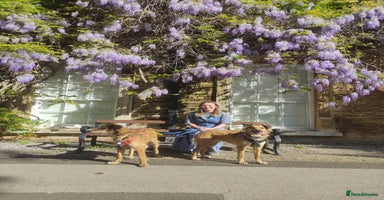 Mixed Breed dogs COFFEE & ROBYN  – adopt a bonded pair  - Advert 16