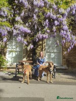 Mixed Breed dogs COFFEE & ROBYN – adopt a bonded pair - Advert 16