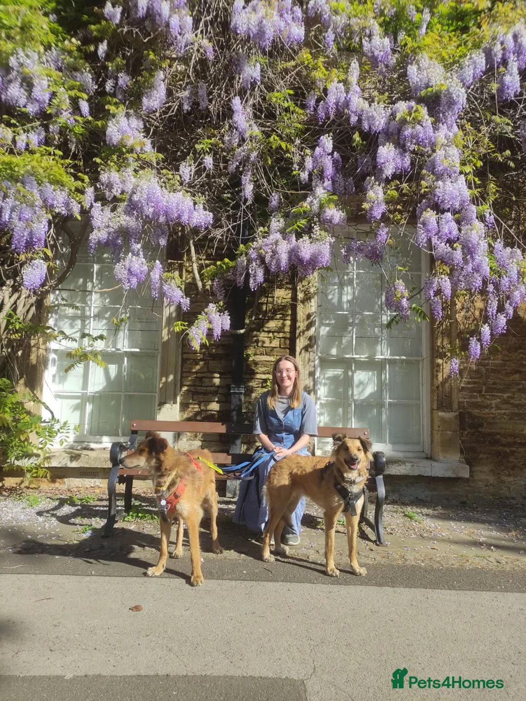 Mixed Breed dogs for adoption: COFFEE & ROBYN  – adopt a bonded pair  - Advert 3