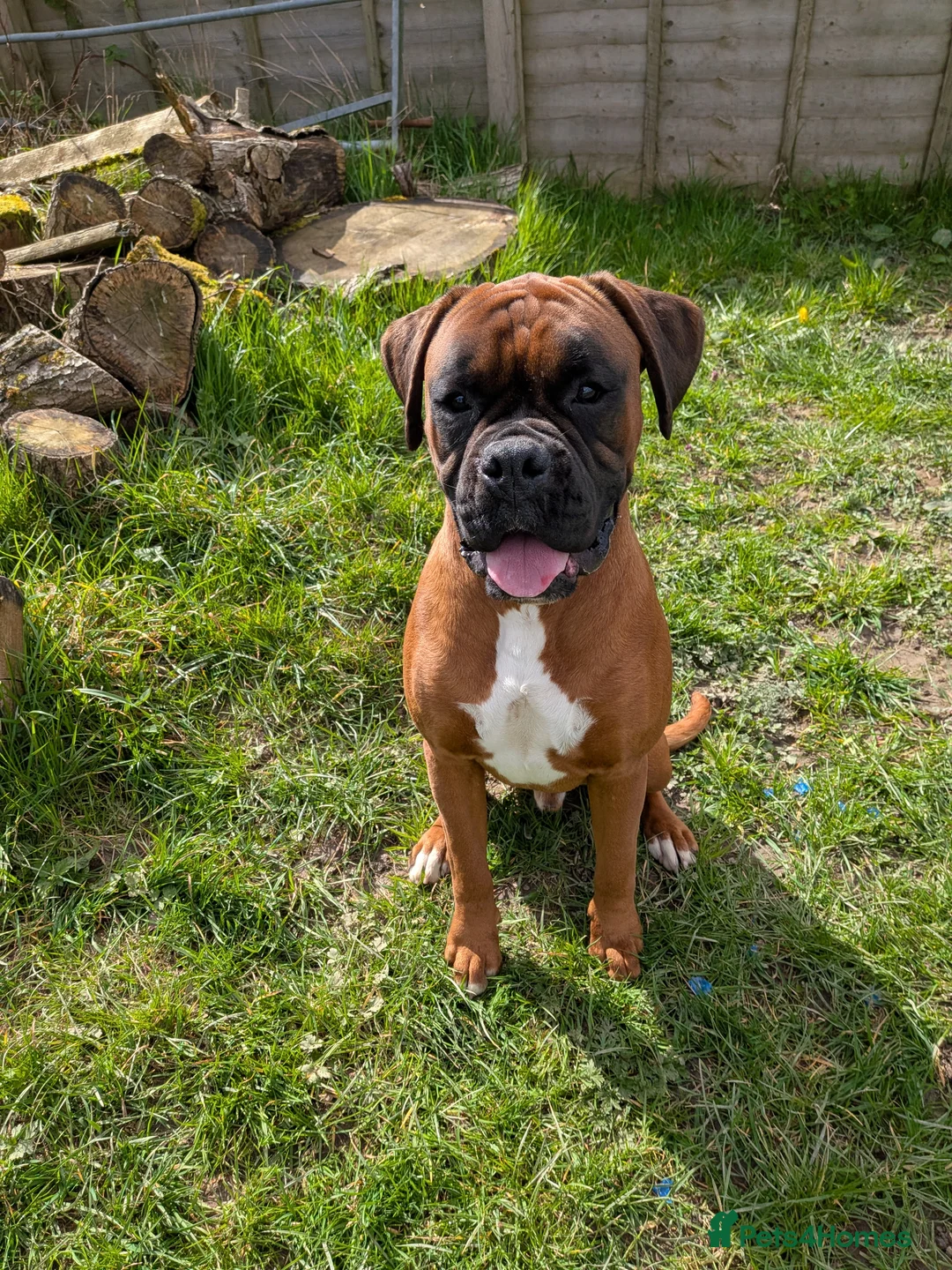 Boxer dogs for stud: 2 proven heath tested boxers for Stud - Advert 2