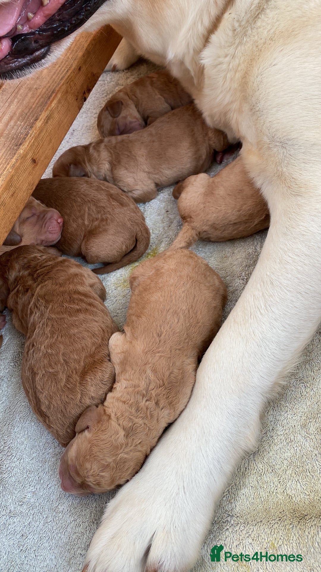 Labradoodle dogs for sale: F1 Red Miniature Labradoodles  - Advert 14