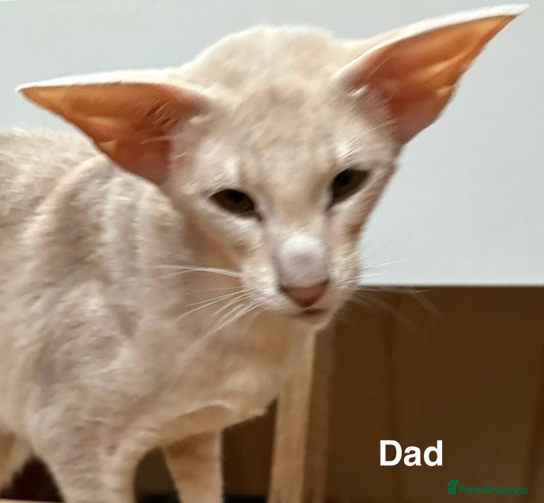 Oriental cats for sale: GCCF Oriental - Image 6