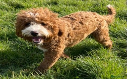 Double Doodle dogs for stud: Stunning Australian Double Doodle For Stud  - Image 2