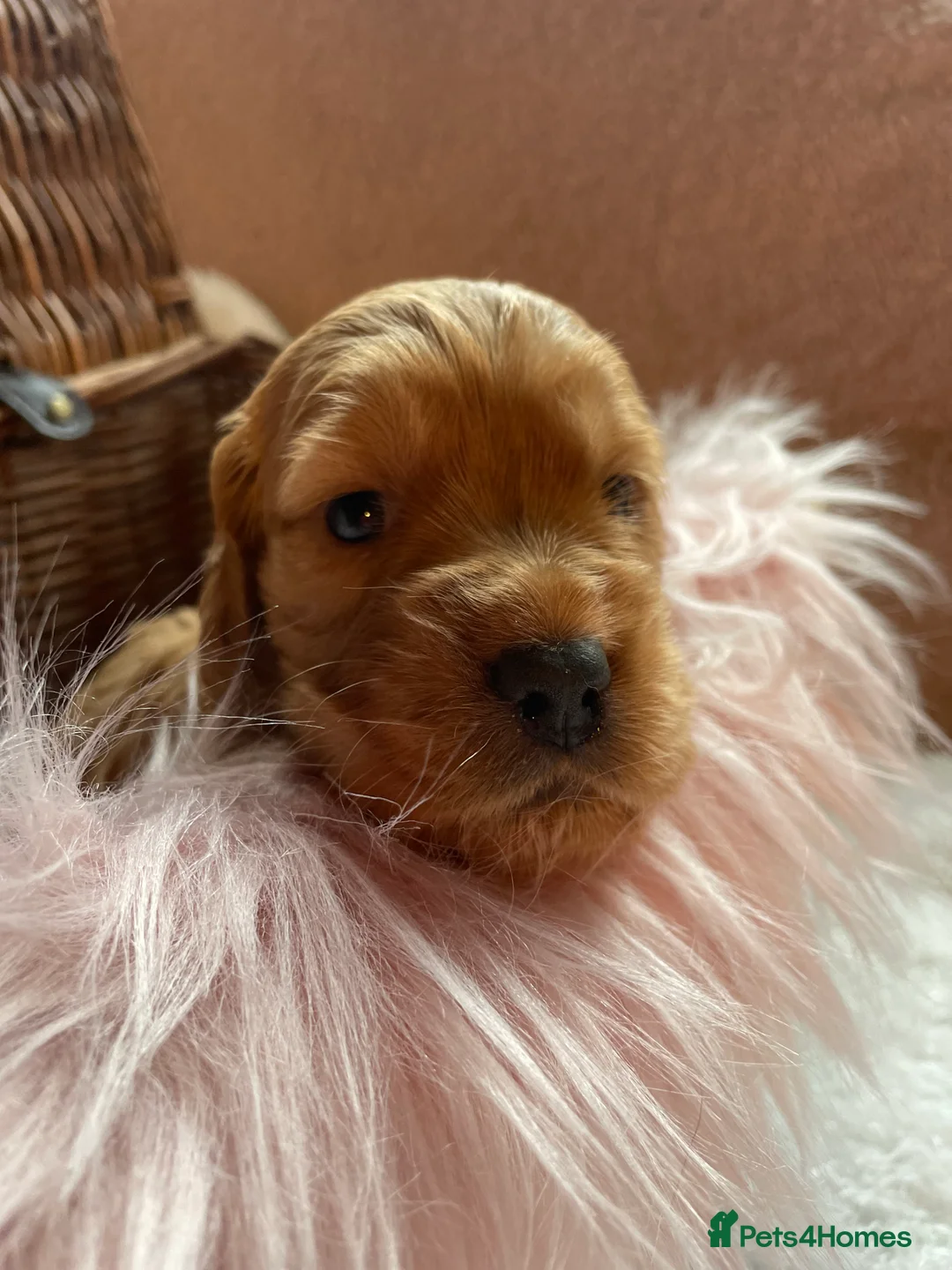 Mixed Breed dogs for sale: V.RARE ! Miniature GOLDEN RETRIEVERS(Dakota sport) - Advert 14