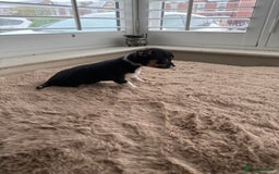 Chihuahua dogs for sale: Short Haired Chihuahua puppies  - Image 1