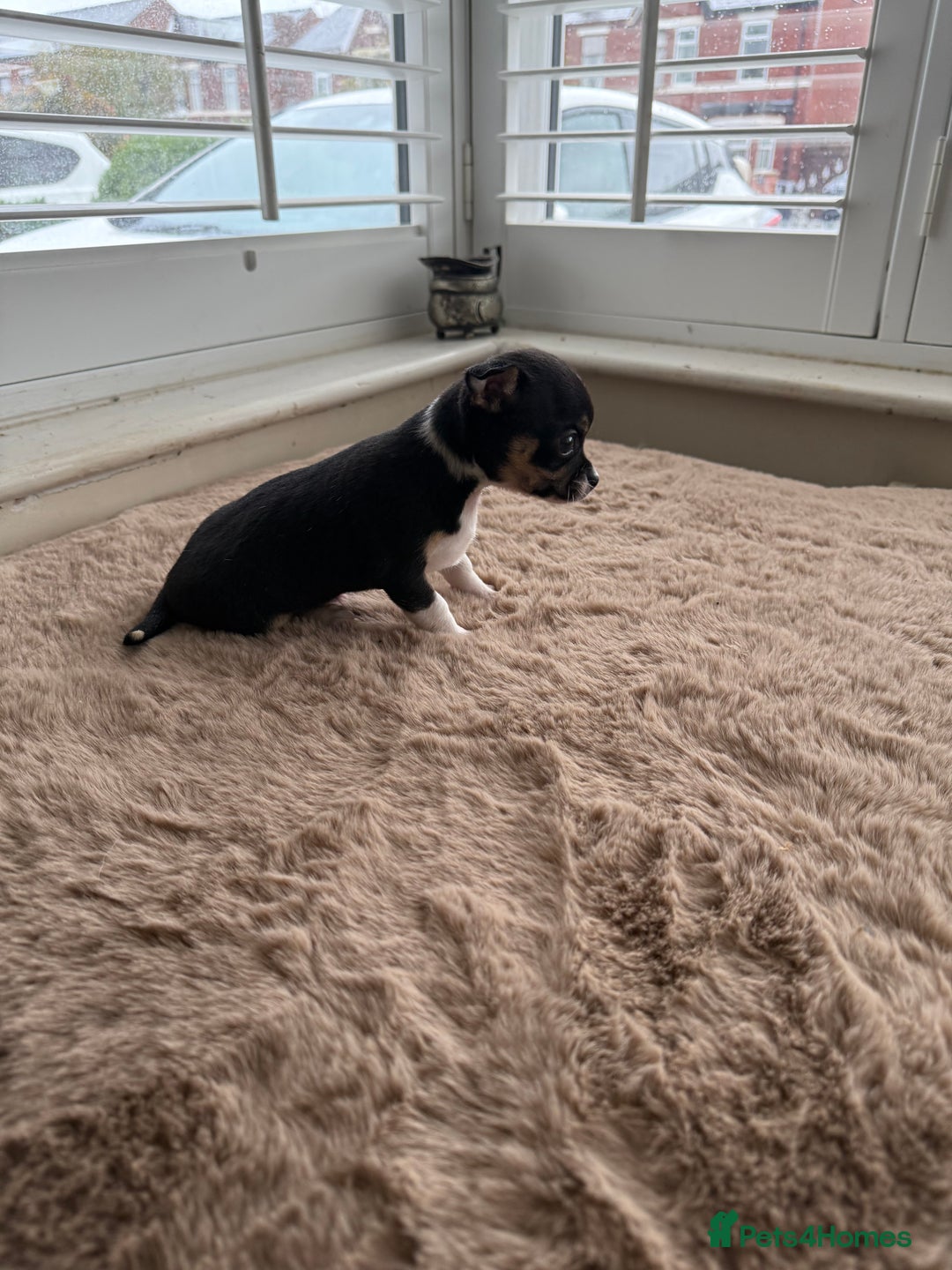 Chihuahua dogs for sale: Short Haired Chihuahua puppies  - Image 1