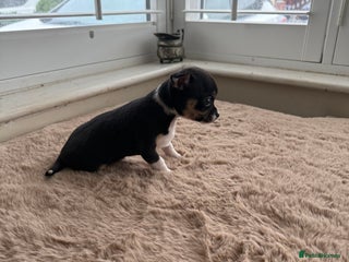 Chihuahua dogs - Advert 11