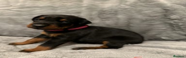 Dobermann Puppy 8